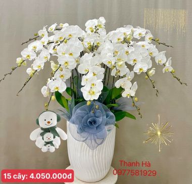 KT0005 (15 cây) -Mẫu hoa Lan Hồ Điệp 