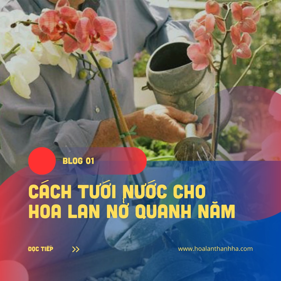 Cách Tưới Nước Cho Hoa Lan Nở Quanh Năm