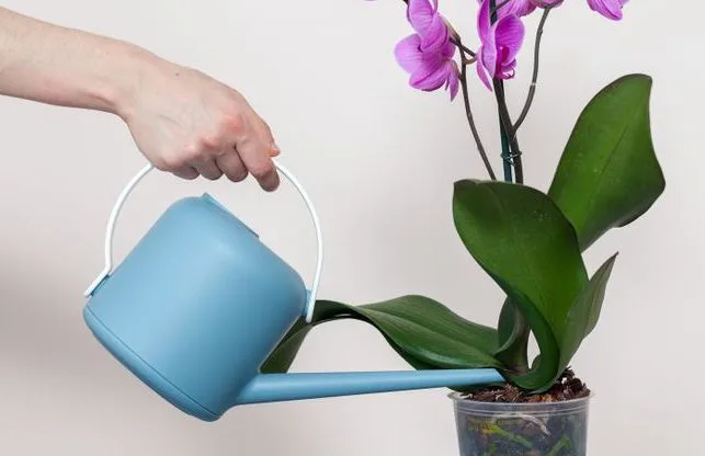 Cần Lưu ý đến Chất Lượng Nước Khi Tưới Nước Cho Hoa Lan
