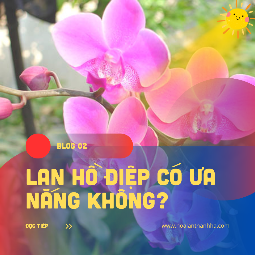 Lan Hồ Điệp Có Ưu Nắng Không