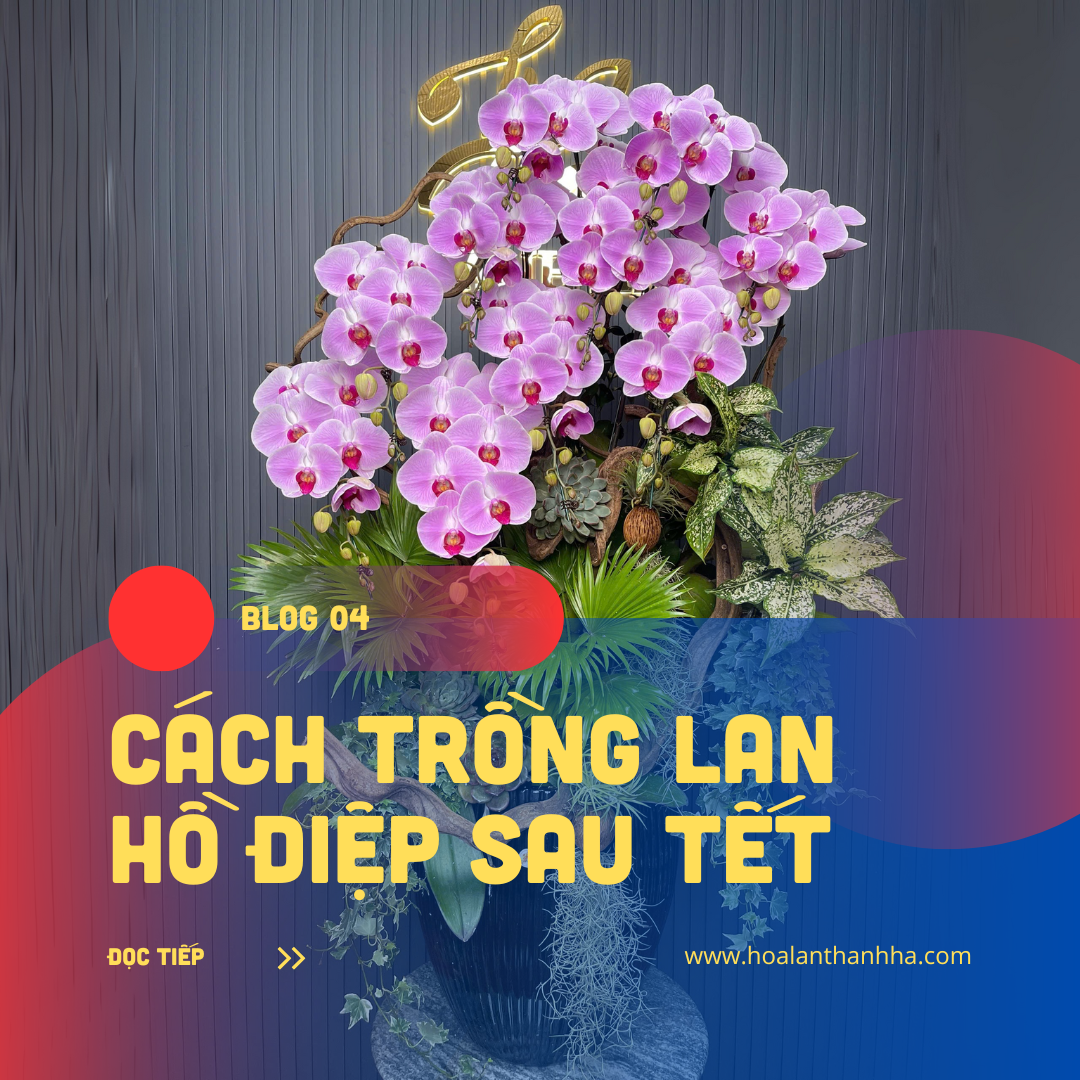 Cách Trồng Lan Hồ Điệp Sau Tết