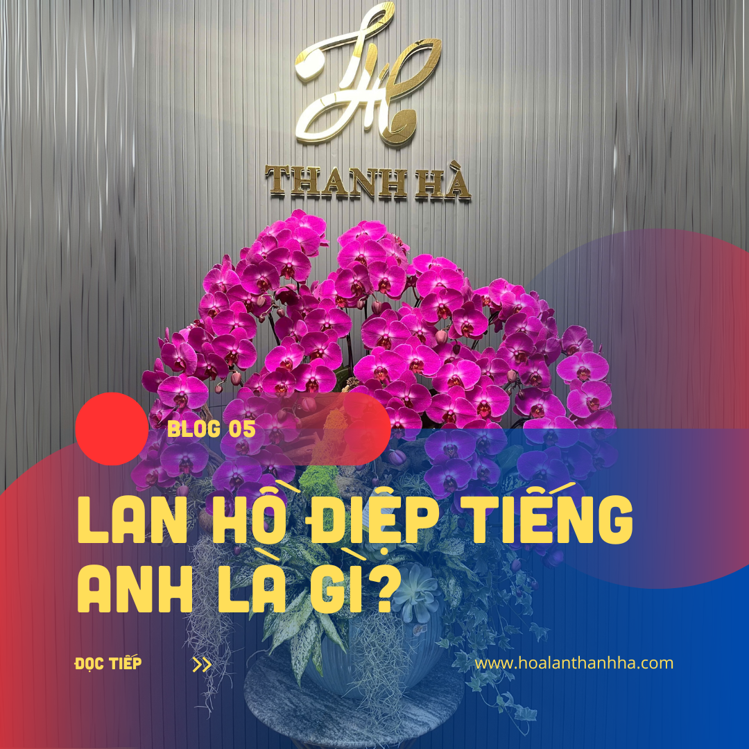 Lan Hồ Điệp Tiếng Anh Là Gì