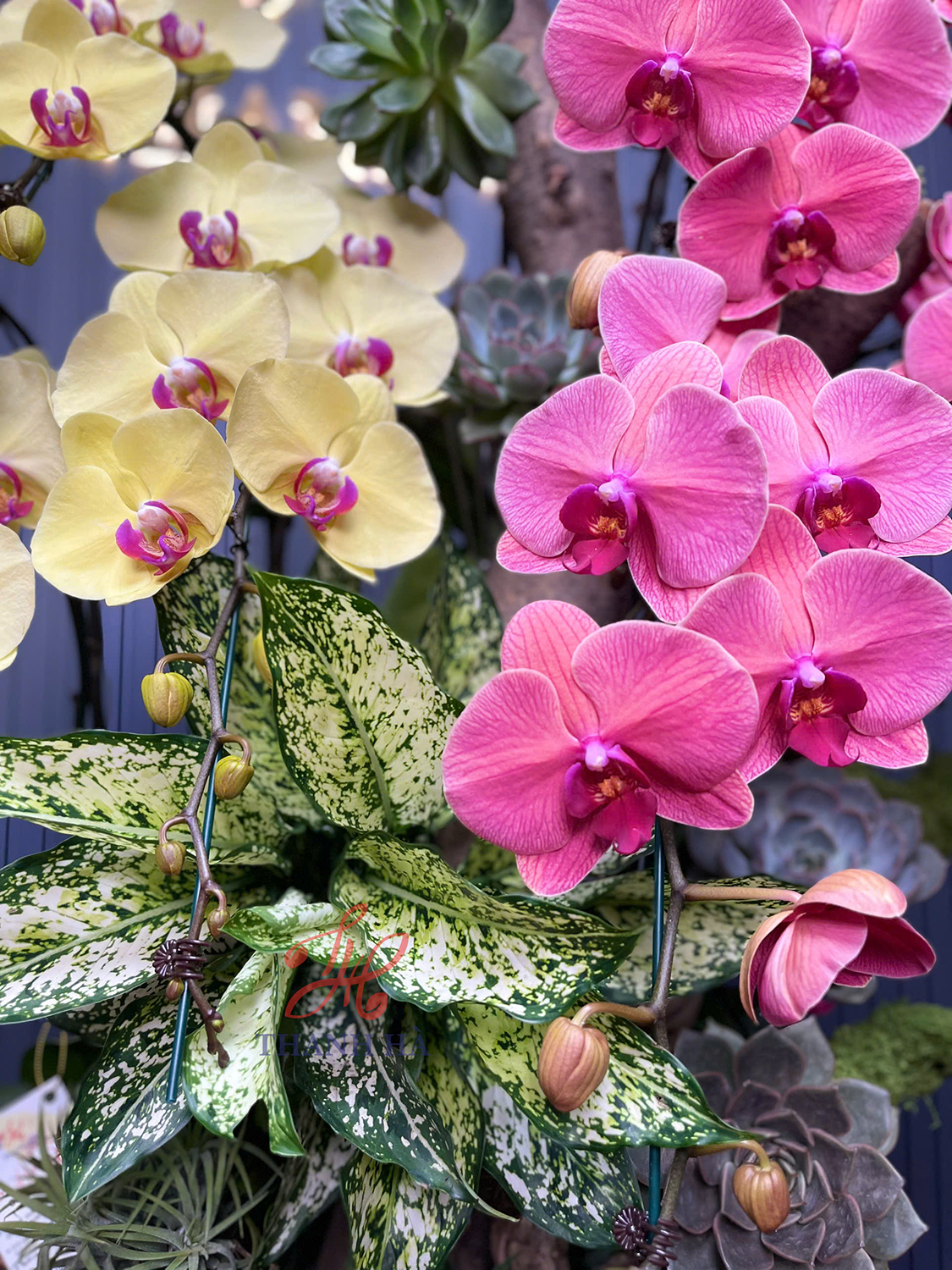 Chậu Hoa Lan Nhiều Màu 11 Cây Cắm 1 Hướng Tiểu Cảnh 1