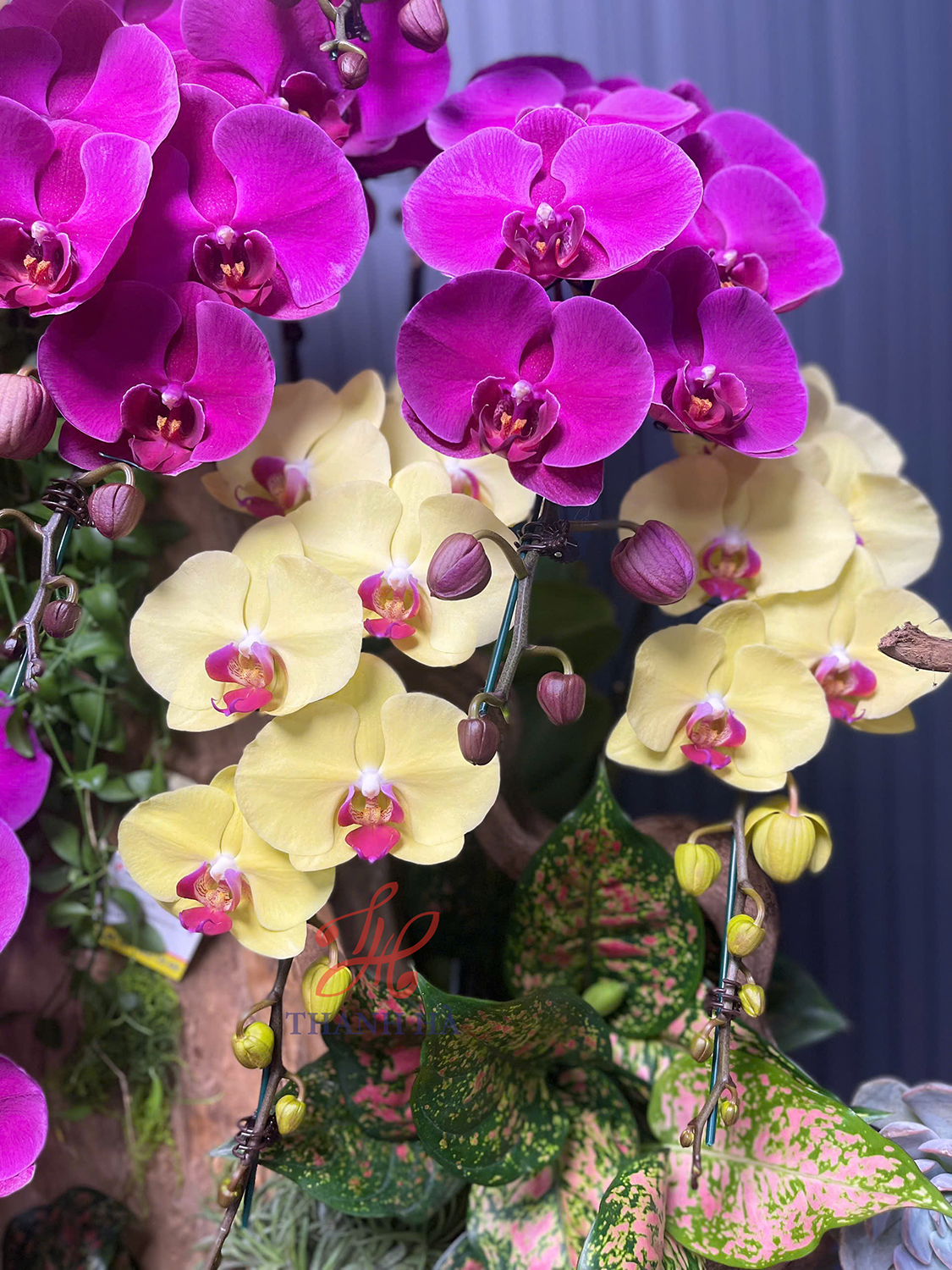 Chậu Hoa Lan Nhiều Màu 12 Cây Cắm Tự Nhiên Tiểu Cảnh 1
