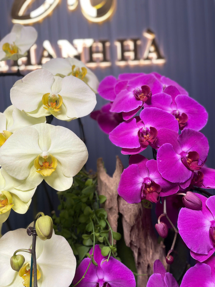 Chậu Hoa Lan Nhiều Màu 10 Cây Cắm Tự Nhiên Tiểu Cảnh (xanh, Tím) 1