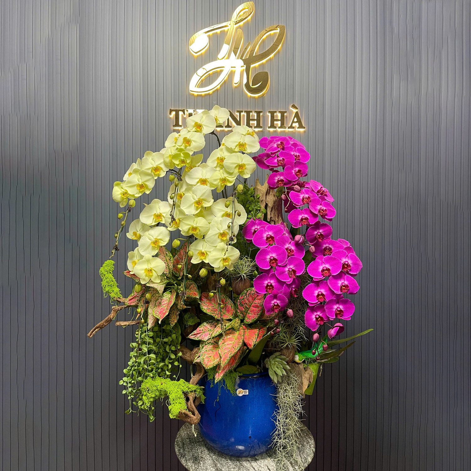 Chậu Hoa Lan Nhiều Màu 10 Cây Cắm Tự Nhiên Tiểu Cảnh (xanh, Tím)