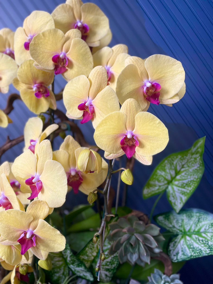 Chậu Hoa Lan Vàng 1102 12 Cây Cắm Tự Nhiên Tiểu Cảnh 1