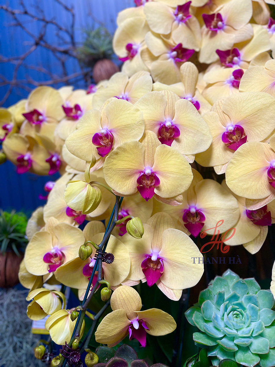 Chậu Hoa Lan Vàng 1102 13 Cây Ngôi Sao Việt Nam 1