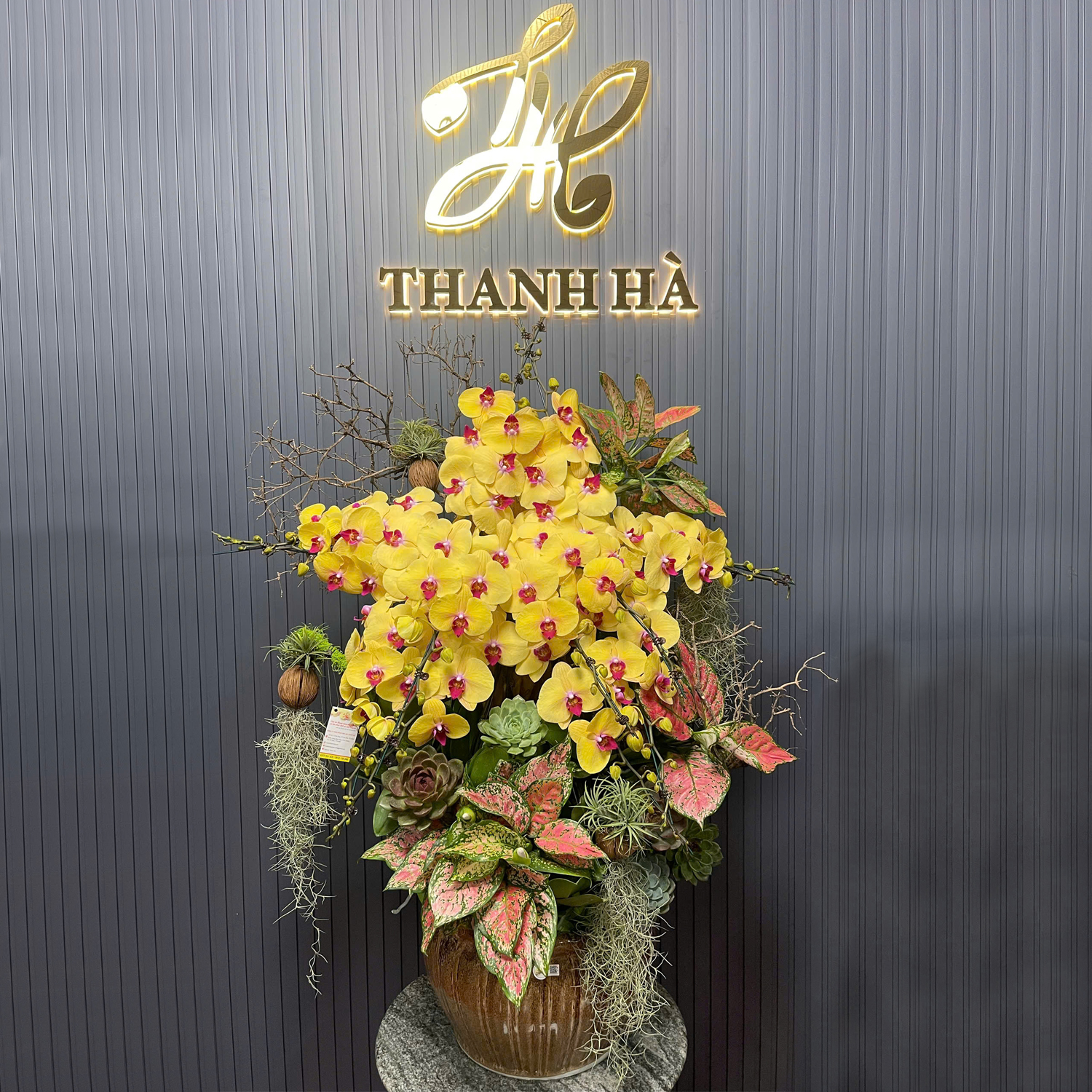 Chậu Hoa Lan Vàng 1102 13 Cây Ngôi Sao Việt Nam