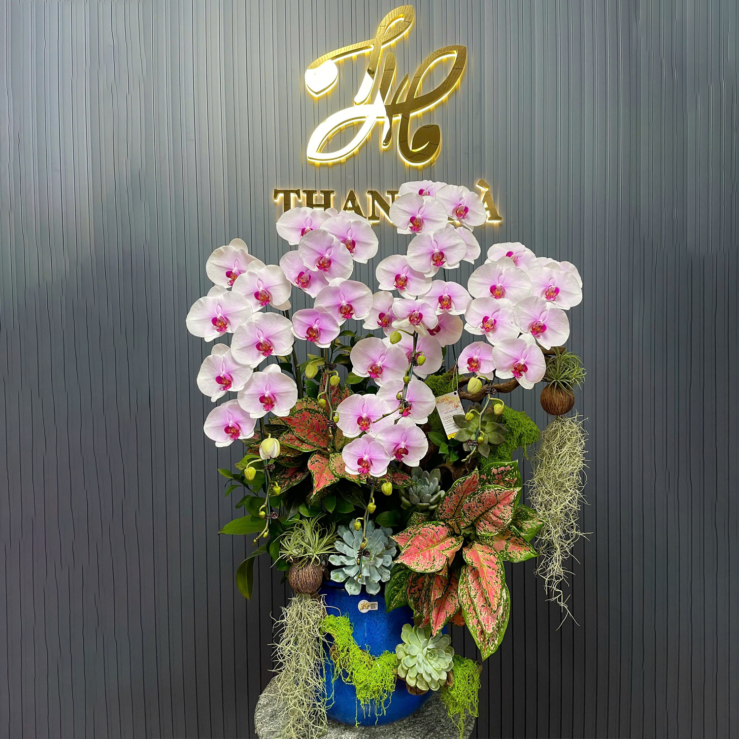 Chậu Hoa Lan Hồng 21 5 Cây Cắm Tự Nhiên Tiểu Cảnh