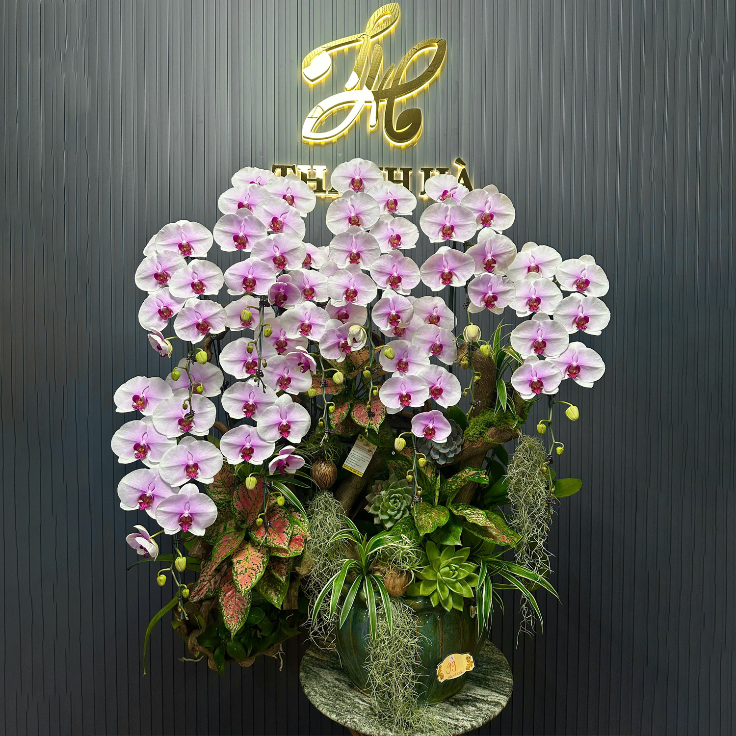 Chậu Hoa Lan Hồng 21 9 Cây Cắm 1 Hướng Tiểu Cảnh