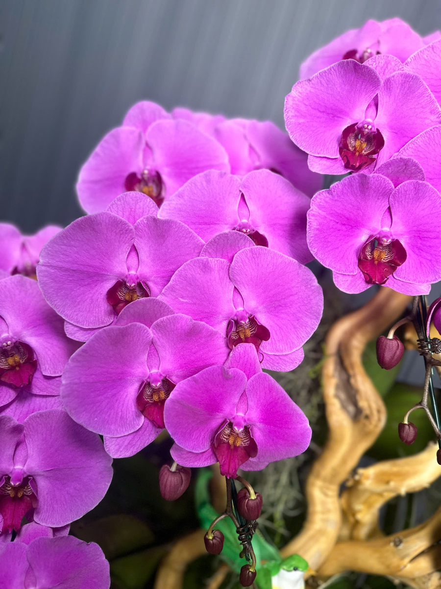 Chậu Hoa Lan Hồng 686 3 Cây Cắm Tự Nhiên Tiểu Cảnh 1