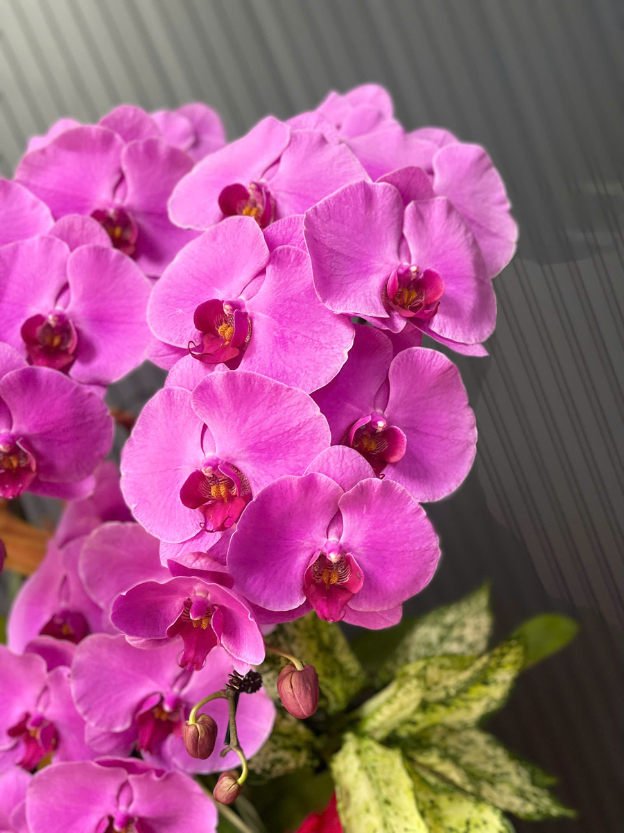 Chậu Hoa Lan Hồng 686 4 Cây Cắm Tự Nhiên Tiểu Cảnh 1