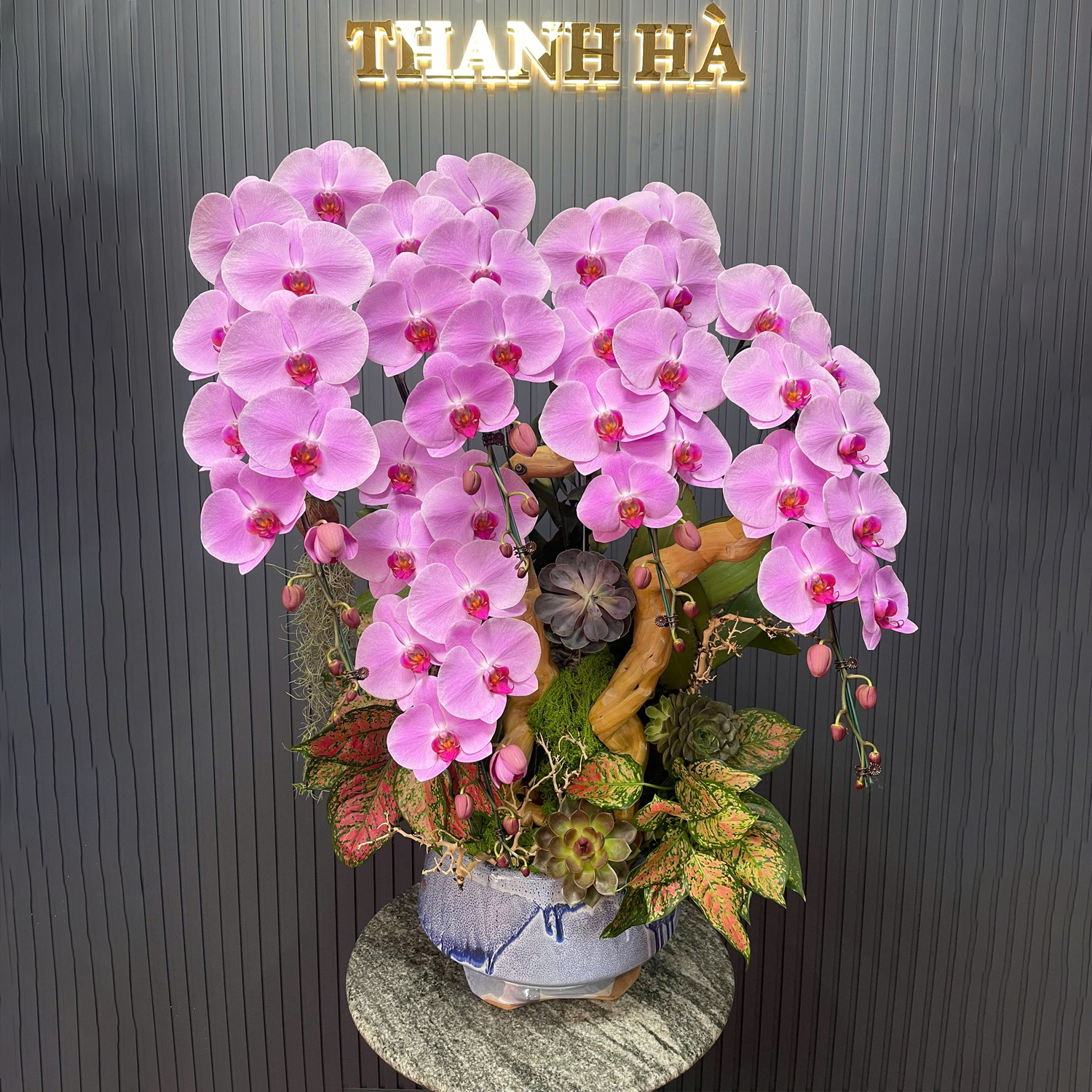 Chậu Hoa Lan Hồng 998 5 Cây Cắm 1 Hướng Tiểu Cảnh