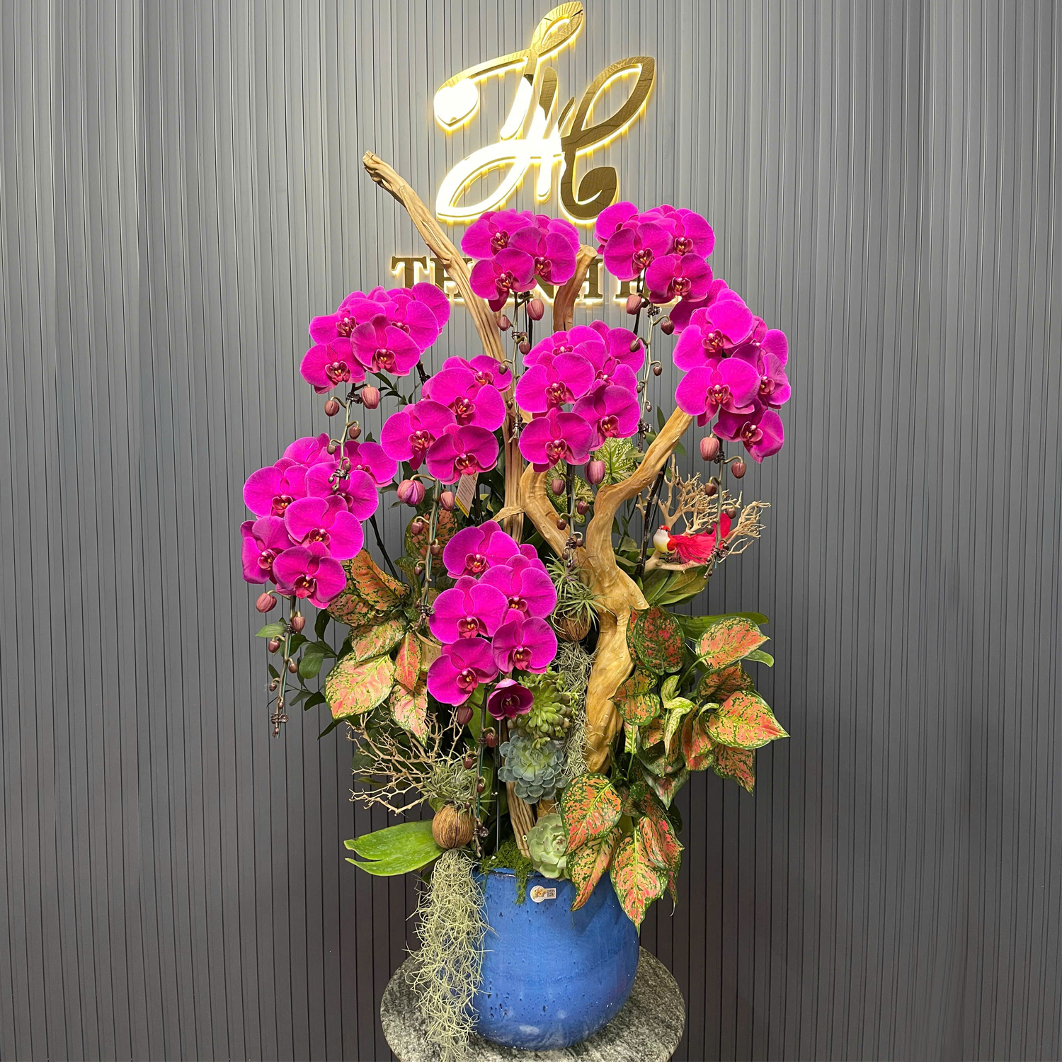 Chậu Hoa Lan Tím Ớt 8 Cây Cắm Tự Nhiên Tiểu Cảnh