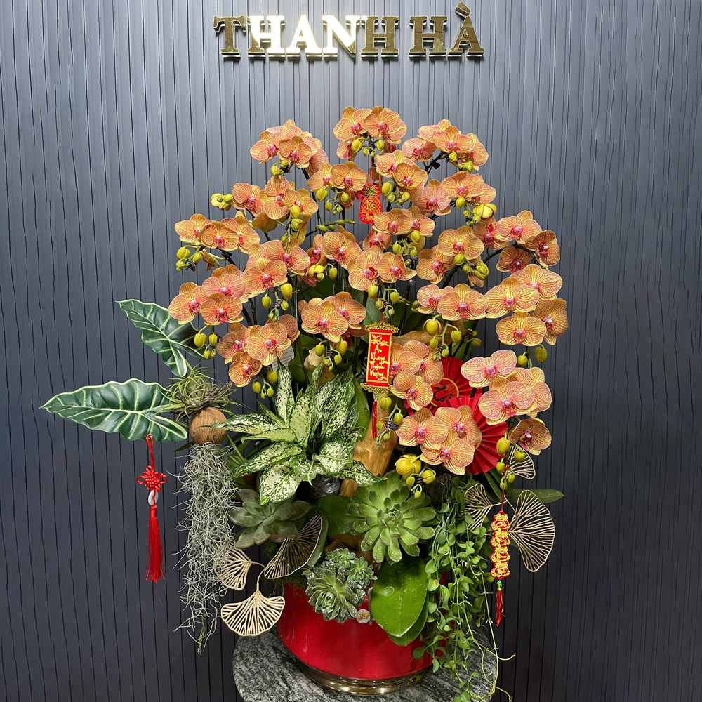 Chậu Hoa Lan Vàng Kẻ 11 Cây 2 Vòi 1 Hướng Tiểu Cảnh