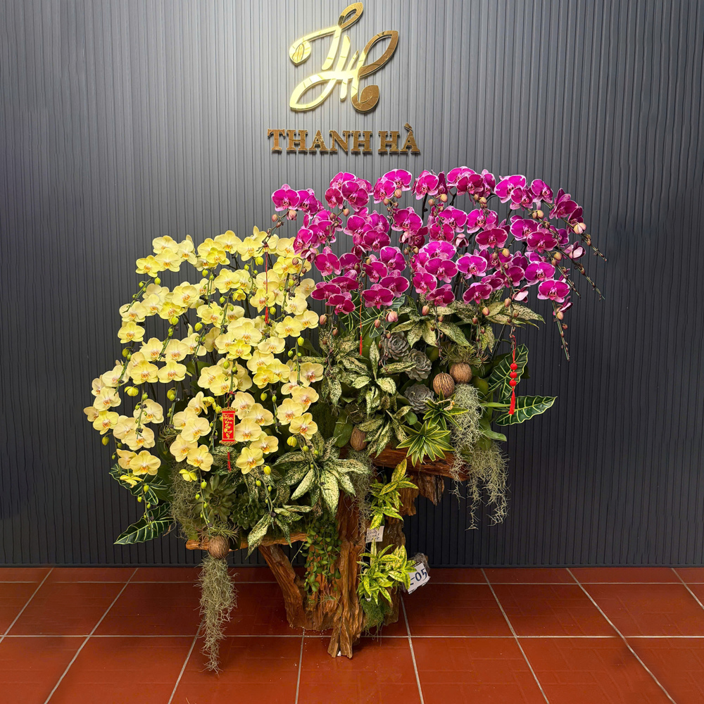Chậu Hoa Lan Nhiều Màu 40 Cây Cắm 1 Hướng Tiểu Cảnh (xanh 512, Tím 321)