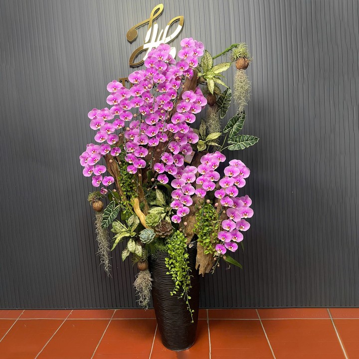 Chậu Hoa Lan Hồng 336 15 Cây Cắm 1 Hướng Tiểu Cảnh