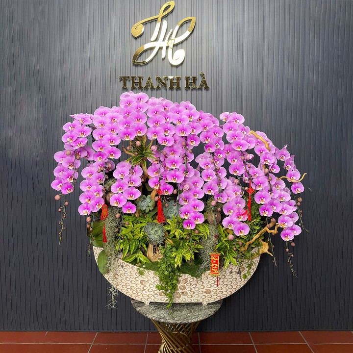 Chậu Hoa Lan Hồng 336 20 Cây Cắm 1 Hướng Tiểu Cảnh