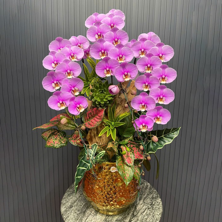 Chậu Hoa Lan Hồng 336 3 Cây Cắm 1 Hướng Tiểu Cảnh