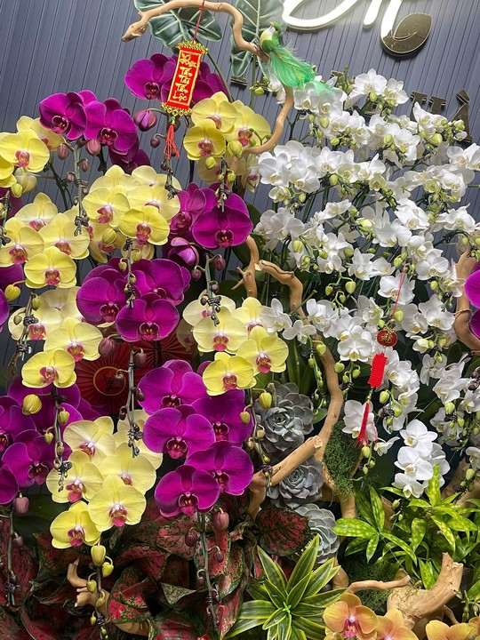 Chậu Hoa Lan Nhiều Màu 39 Cây Cắm 1 Hướng Tiểu Cảnh - Hình 1
