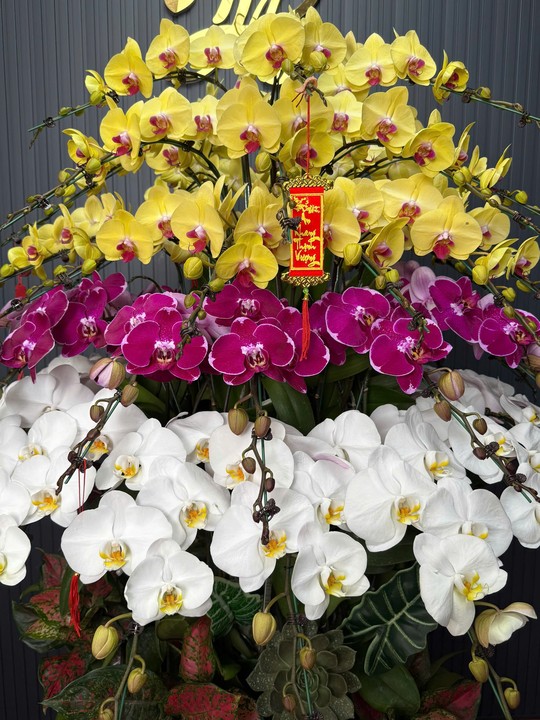 Chậu Hoa Lan Nhiều Màu 50 Cây Cắm Xoay Tròn Tiểu Cảnh (Trắng V3, Tím 005, Vàng 074) - Hình 1