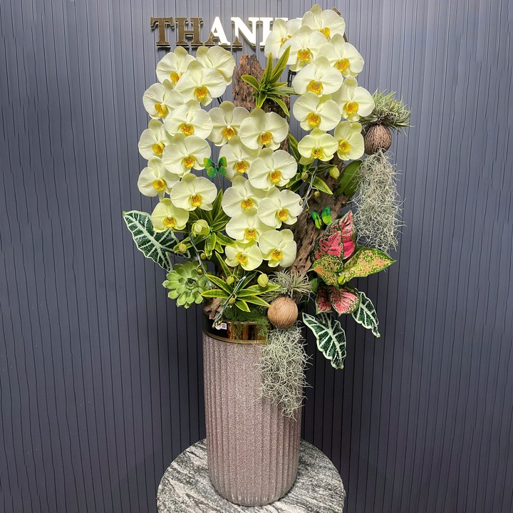 Chậu Hoa Lan Xanh 250 3 Cây Cắm 1 Hướng Tiểu Cảnh (Chậu Nâu Cao NK)
