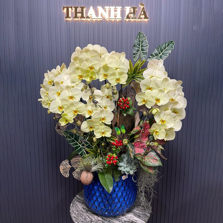 Chậu Hoa Lan Xanh 251 7 Cây Cắm 1 Hướng Tiểu Cảnh