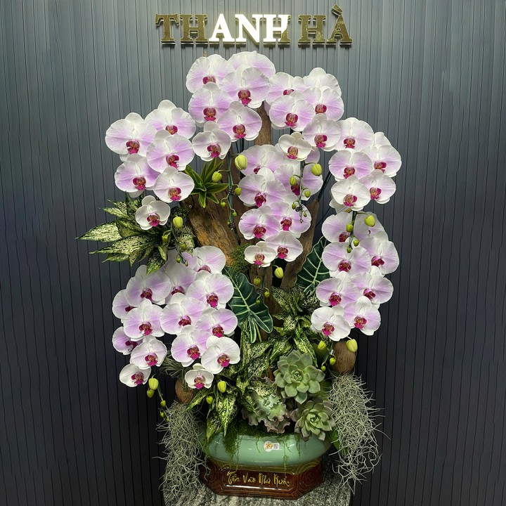 Chậu Hoa Lan Hồng M42 8 Cây Cắm Tự Nhiên Tiểu Cảnh
