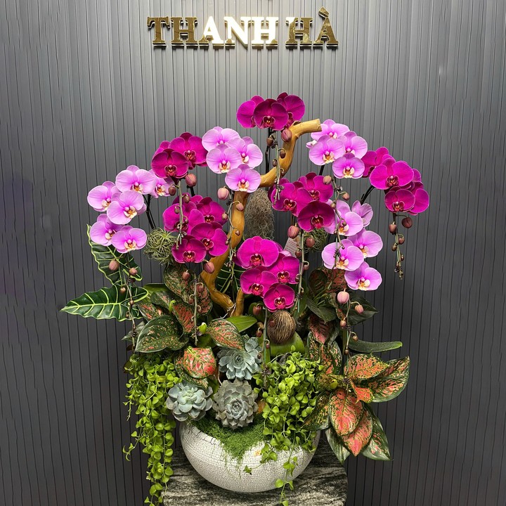 Chậu Hoa Lan Nhiều Màu 10 Cây Cắm 1 Hướng Tiểu Cảnh (Tím Ớt, Hồng 336)