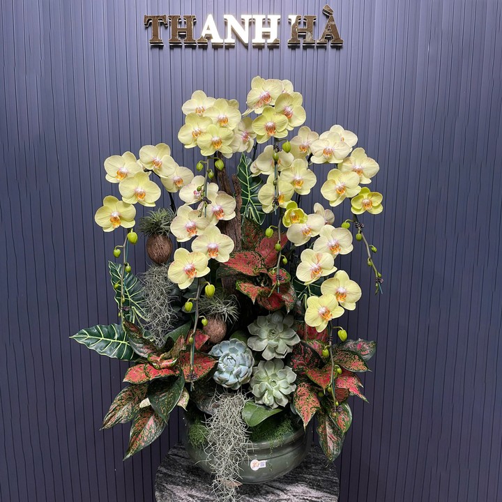 Chậu Hoa Lan Xanh 512 7 Cây Cắm 1 Hướng Tiểu Cảnh