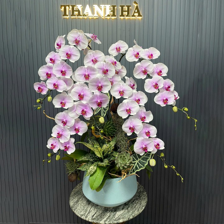 Chậu Hoa Lan Hồng 21 5 Cây Cắm 1 Hướng Tiểu Cảnh