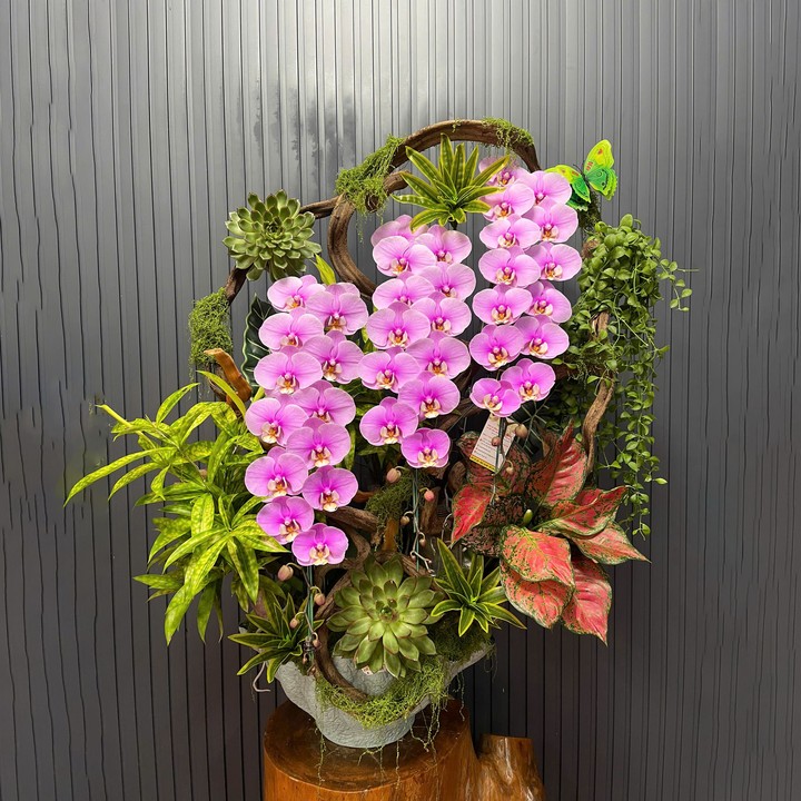 Chậu Hoa Lan Hồng 336 3 Cây Cắm 1 Hướng Tiểu Cảnh (TH987)