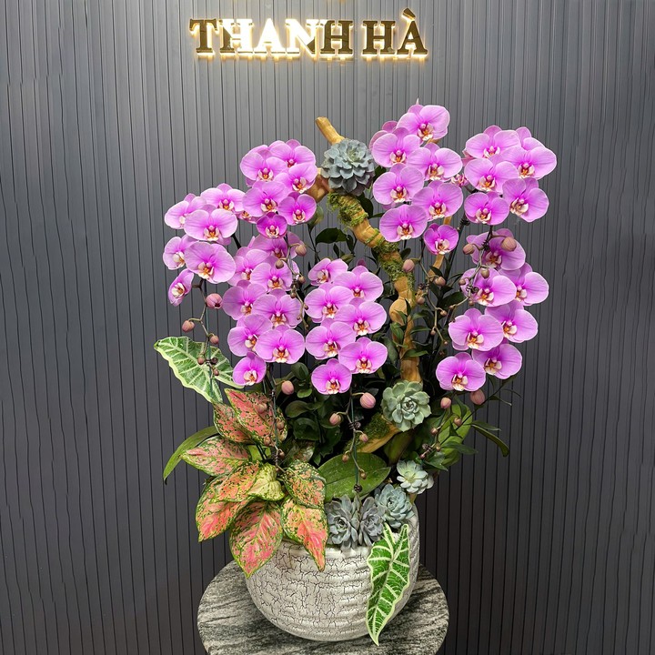 Chậu Hoa Lan Hồng 336 7 Cây Cắm Tự Nhiên Tiểu Cảnh (TH482)