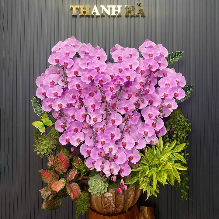 Chậu Hoa Lan Hồng 998 16 Cây Cắm Trái Tim