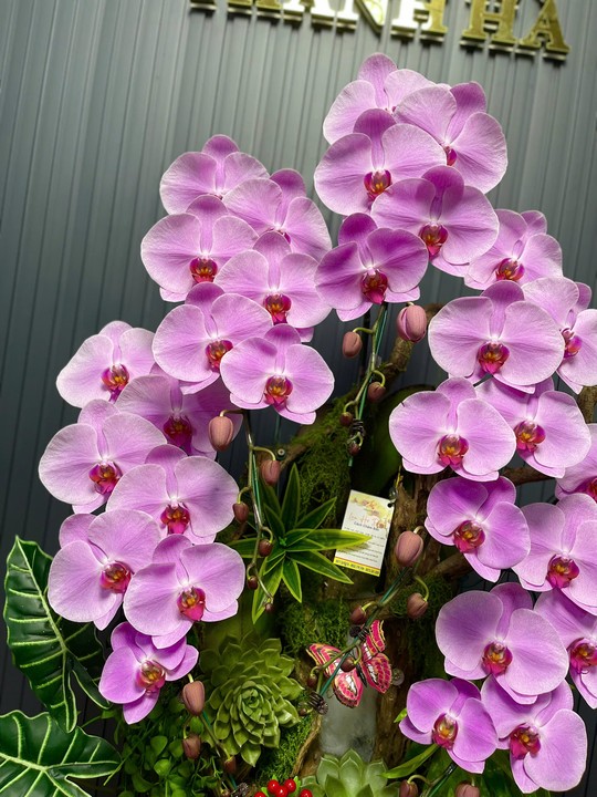 Chậu Hoa Lan Hồng 998 5 Cây Cắm 1 Hướng Tiểu Cảnh (TH998) - Hình 1