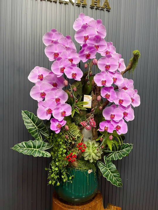 Chậu Hoa Lan Hồng 998 5 Cây Cắm 1 Hướng Tiểu Cảnh (TH998) - Hình 2