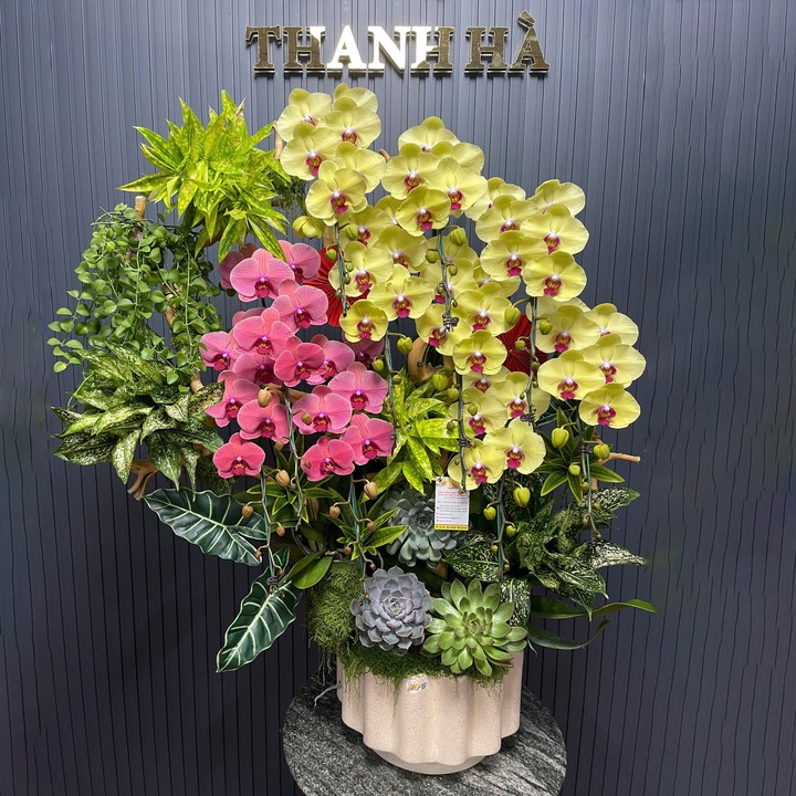 Chậu Hoa Lan Nhiều Màu 10 Cây Cắm 1 Hướng Tiểu Cảnh (Đỏ Cam 031, Vàng 680)