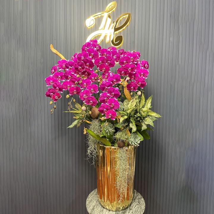 Chậu Hoa Lan Tím 312 8 Cây Cắm Tự Nhiên Tiểu Cảnh