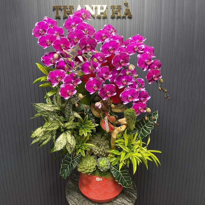Chậu Hoa Lan Tím 321 7 Cây Cắm Tự Nhiên Tiểu Cảnh