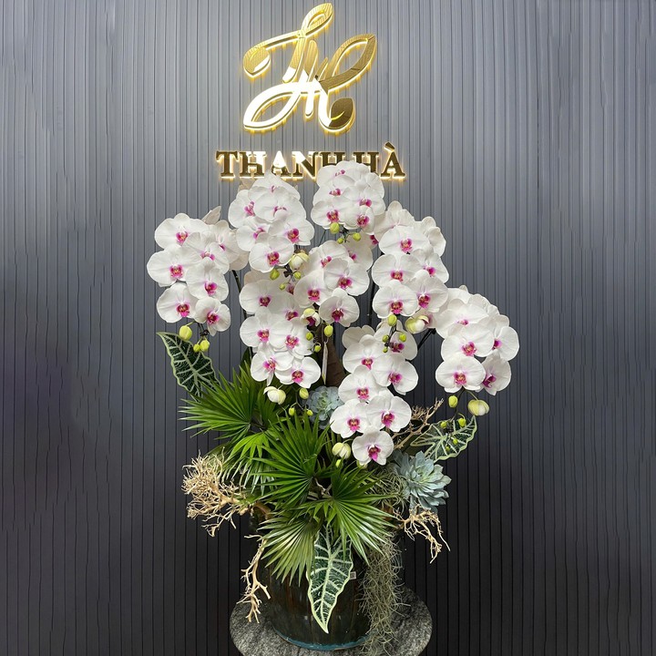 Chậu Hoa Lan Trắng 296 8 Cây Cắm 1 Hướng Tiểu Cảnh